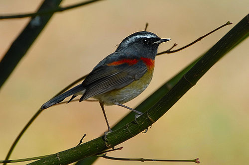 Collared bush robin